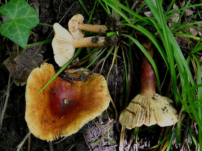 Russulaceae del 14 giugno.